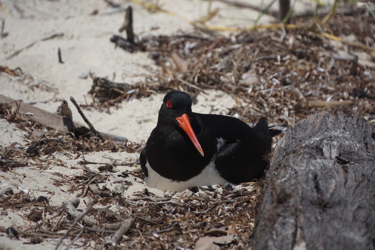 Pied Oystercatcher - ML643923432