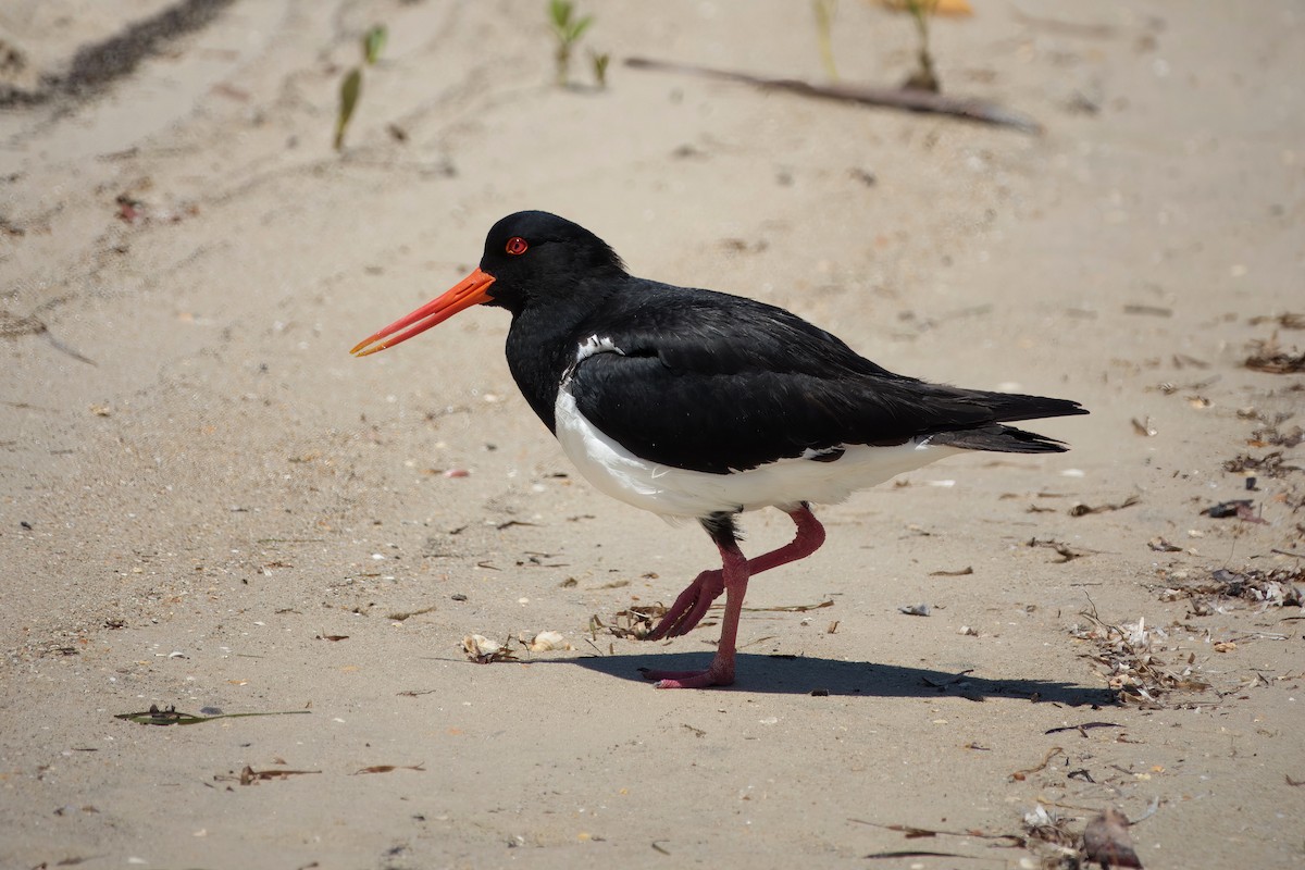 Pied Oystercatcher - ML643923433