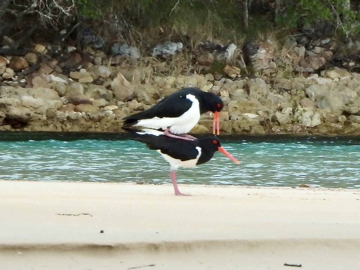 Ostrero Pío Australiano - ML643923437