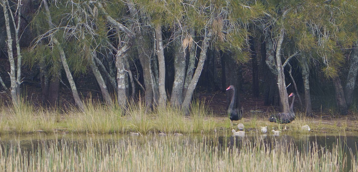 Black Swan - ML643923487