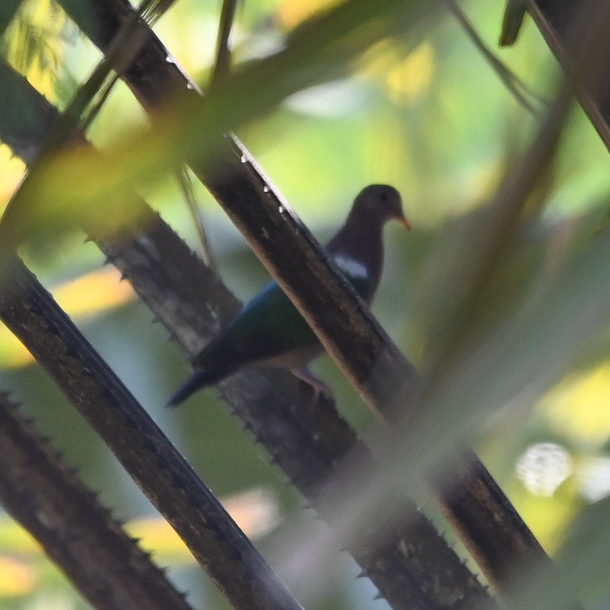 Pacific Emerald Dove - ML643923522