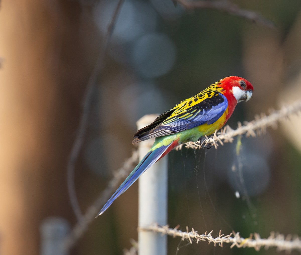 Eastern Rosella - ML643923554