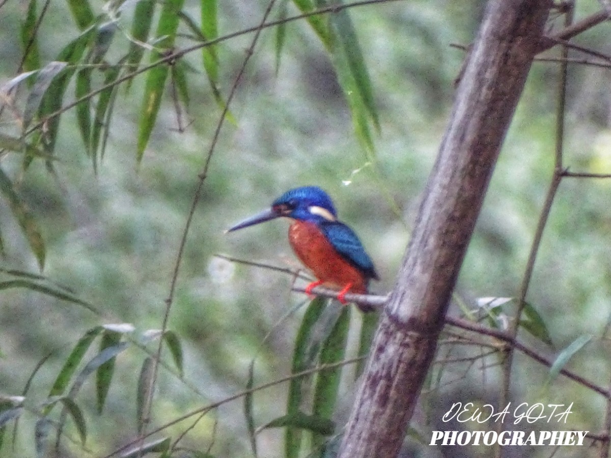 Blue-eared Kingfisher - ML643923573