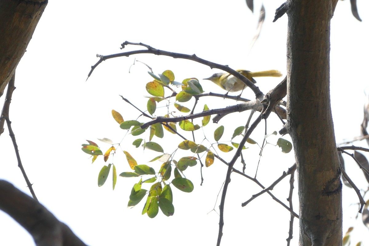 Желтогрудый апалис - ML643923584