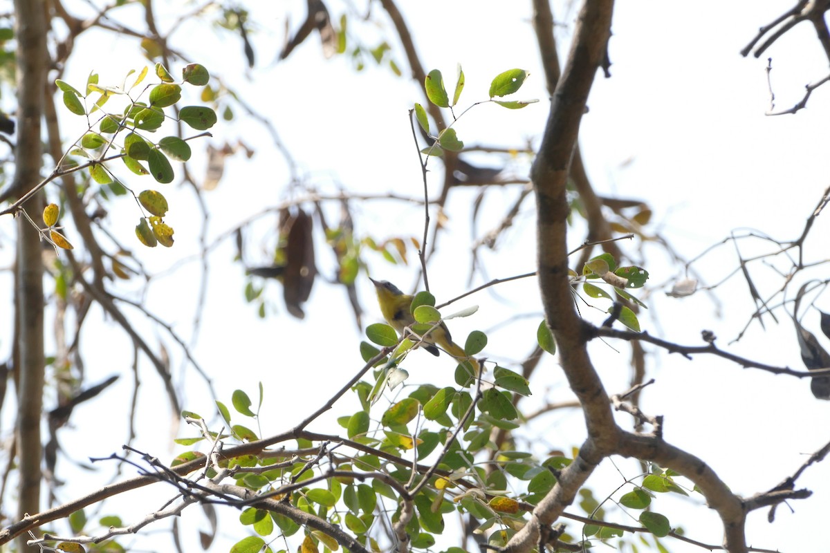 Желтогрудый апалис - ML643923585