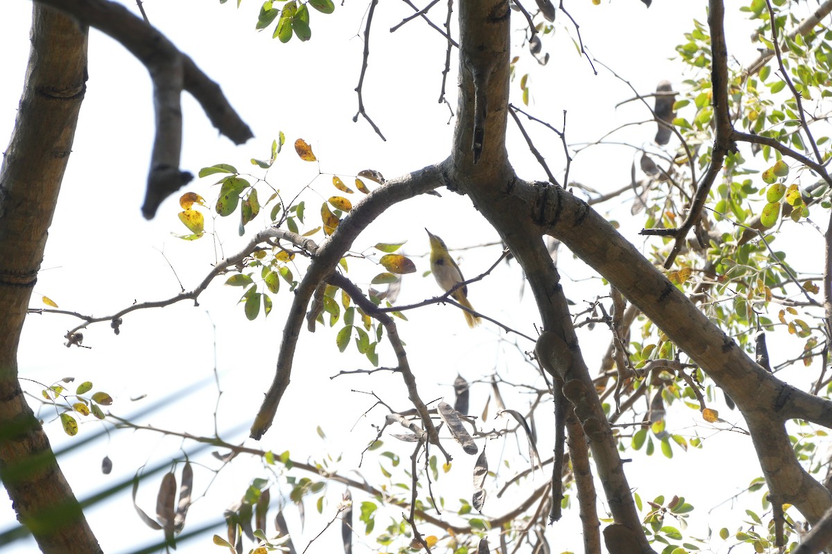 Желтогрудый апалис - ML643923586