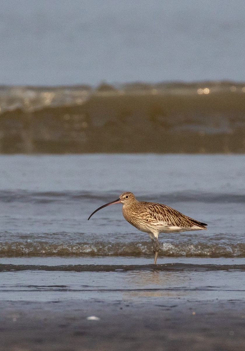 Eurasian Curlew - ML643923596