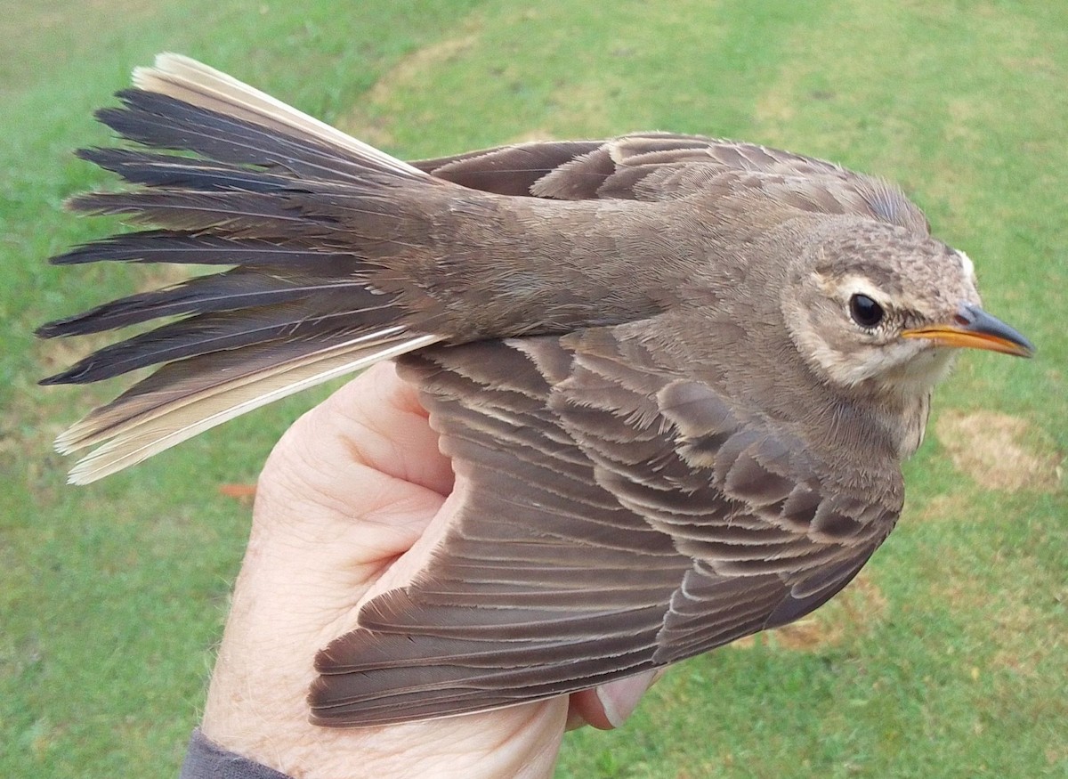 Plain-backed Pipit - ML643923600