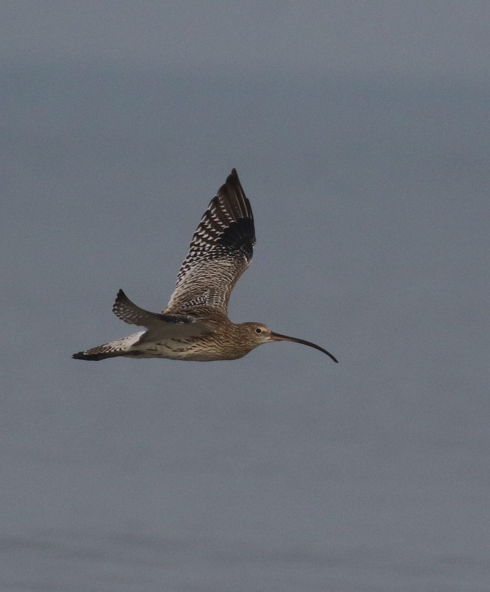 Eurasian Curlew - ML643923609