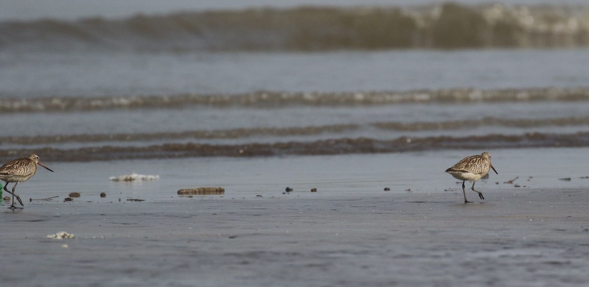 Bar-tailed Godwit - ML643923613