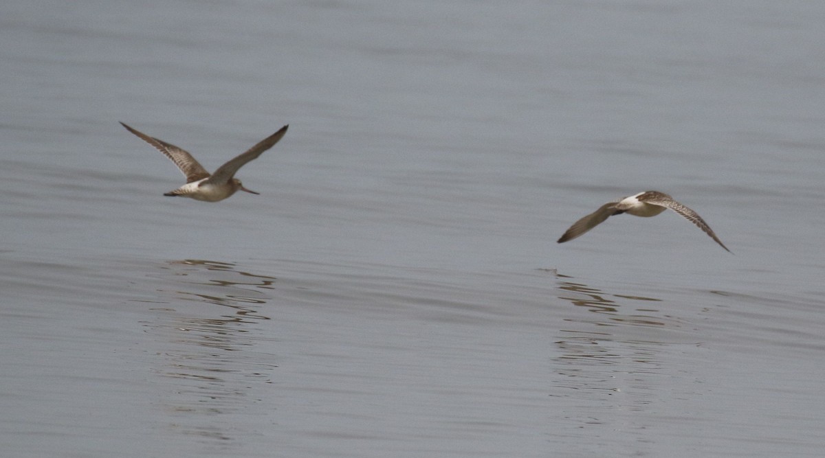 Bar-tailed Godwit - ML643923619