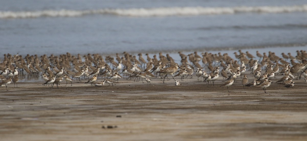 Bar-tailed Godwit - ML643923622