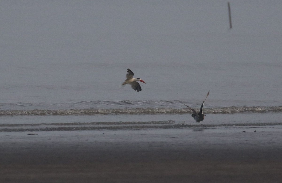 Indian Skimmer - ML643923634