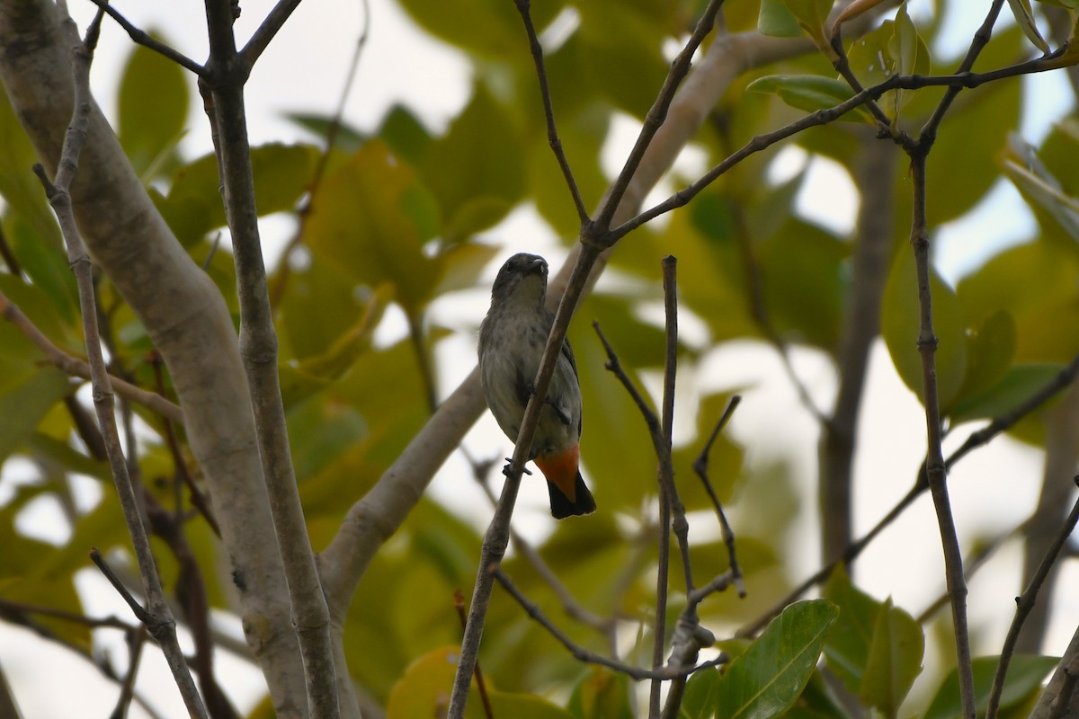 Mistletoebird - ML643923671