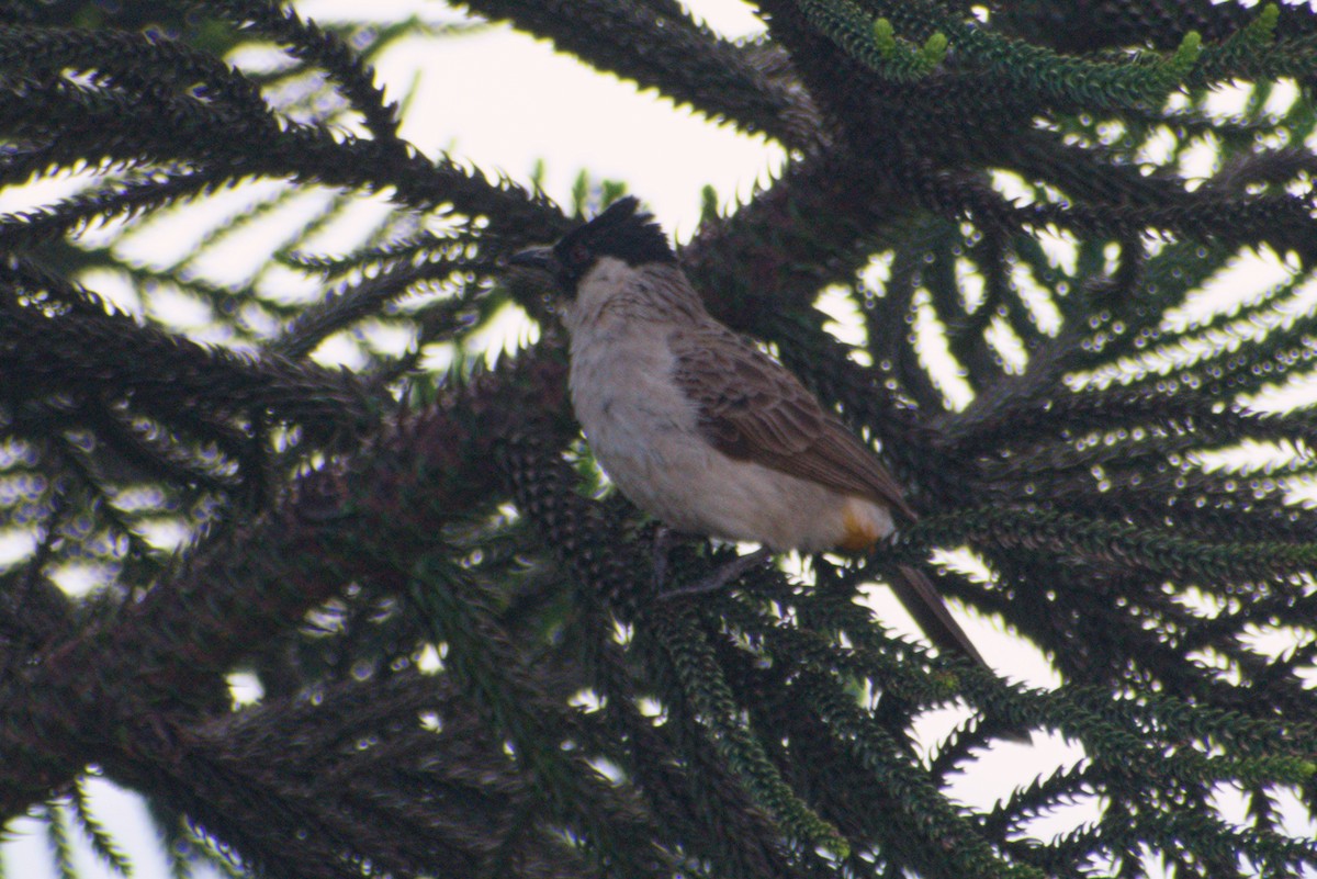 Bulbul Ventridorado - ML643923675