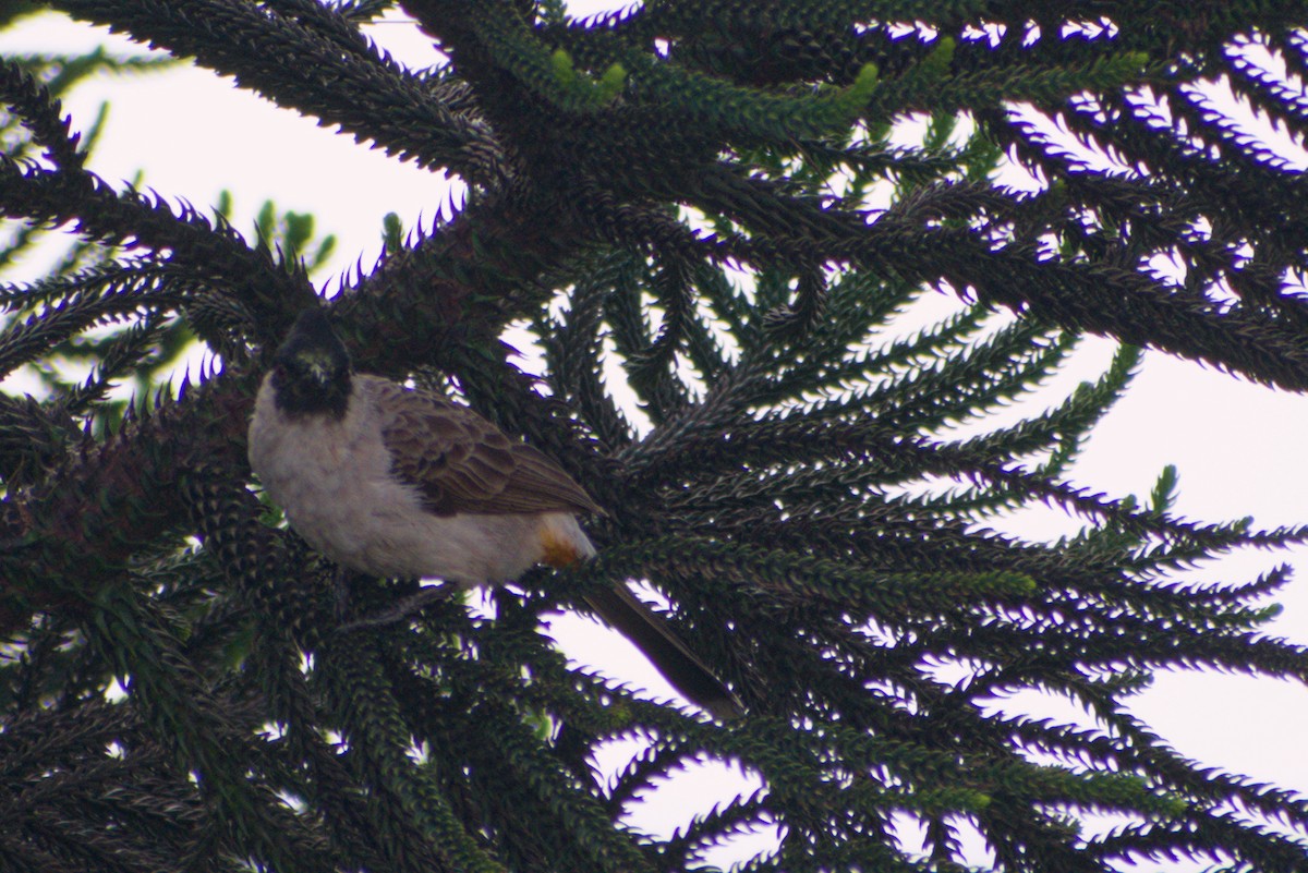 Bulbul Ventridorado - ML643923676