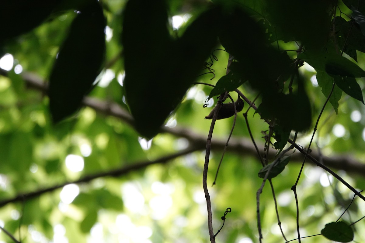 Northern Plain-Xenops - ML643923694