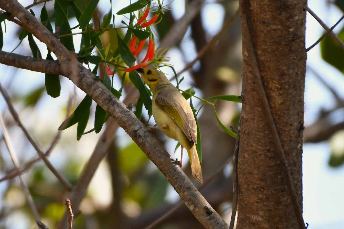 Yellow-tinted Honeyeater - ML643923725