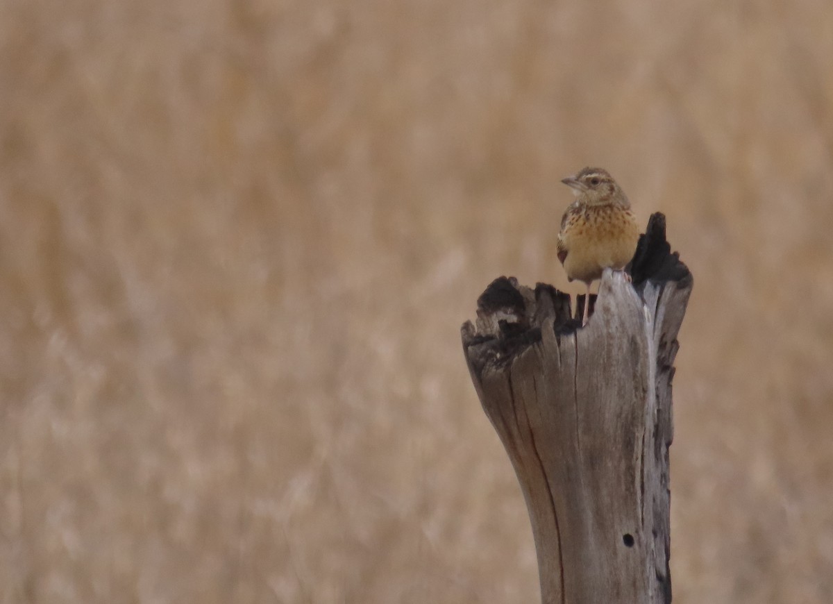 Flappet Lark - ML643923728