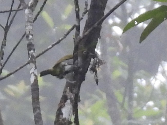 Bougainville White-eye - ML643923744