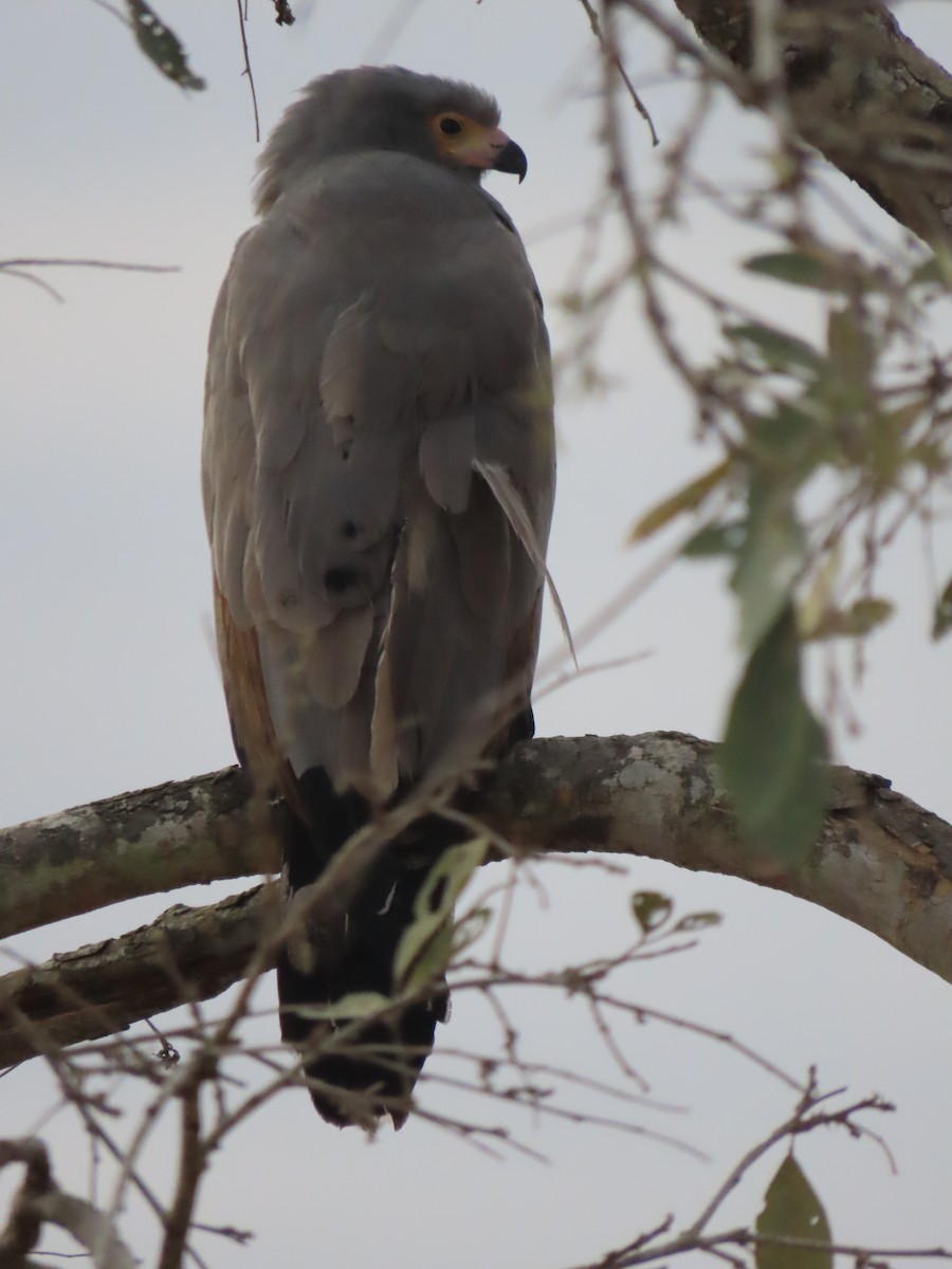African Harrier-Hawk - ML643923766
