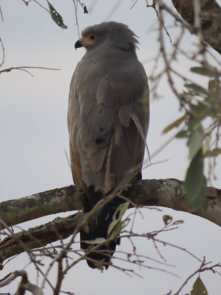 African Harrier-Hawk - ML643923767