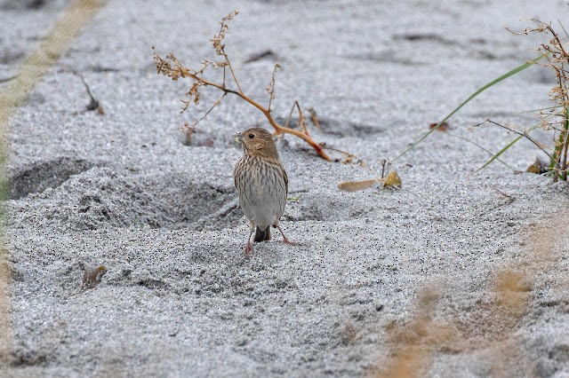 Common Rosefinch - ML643923775