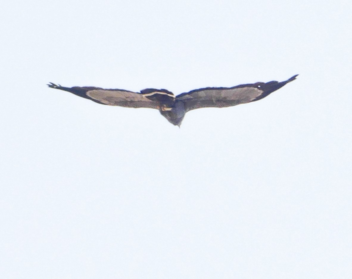 African Harrier-Hawk - ML643923781