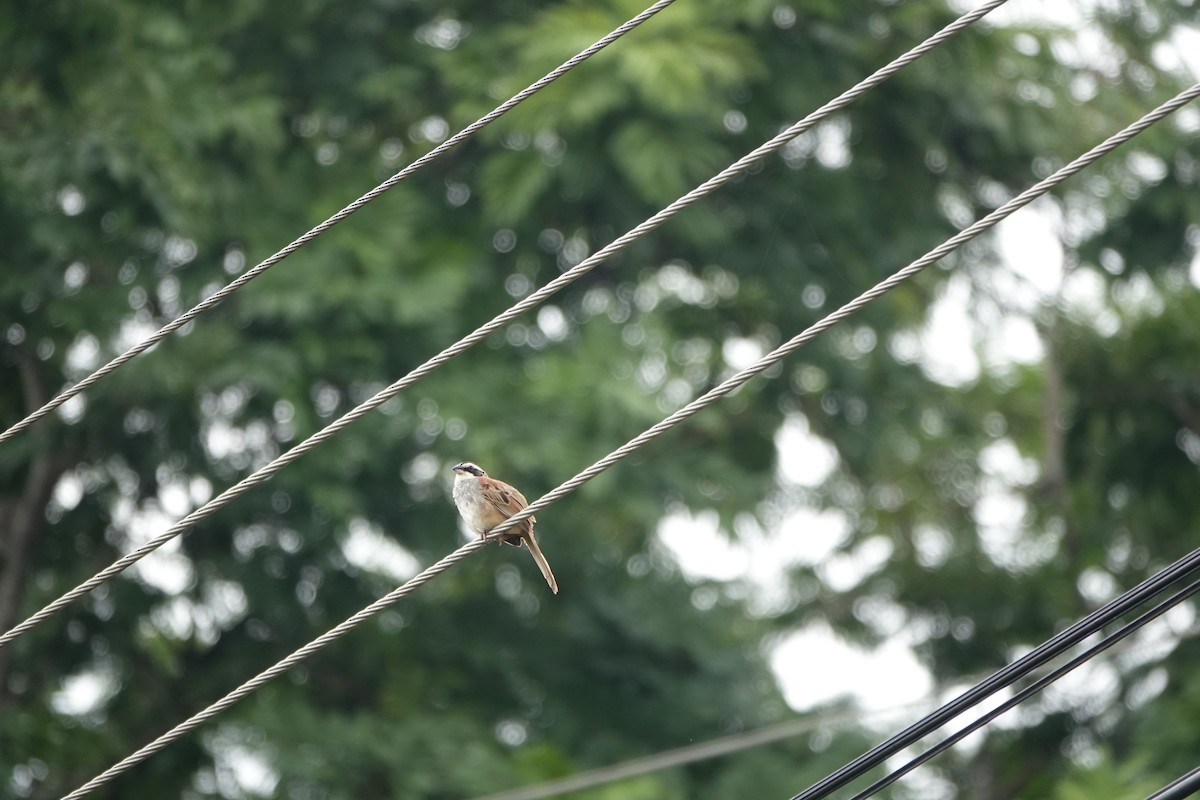 Чінголо широкобровий - ML643923785