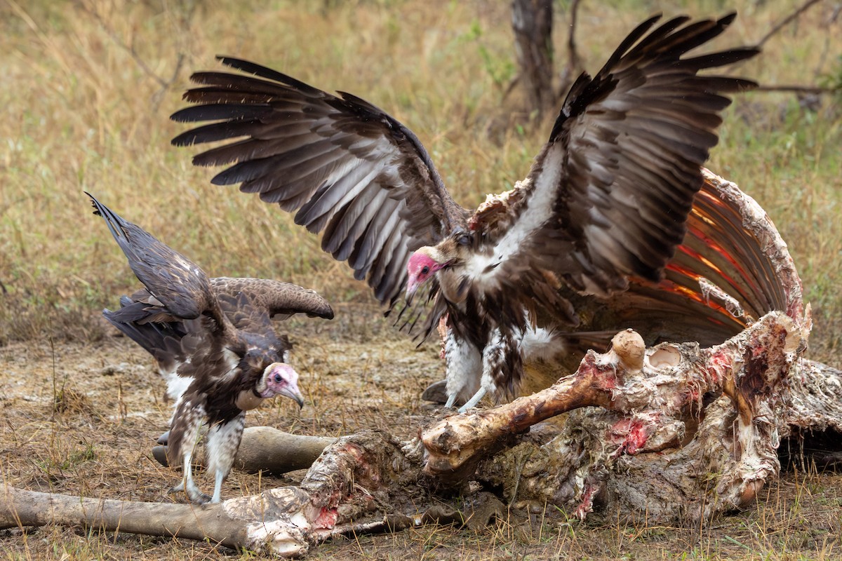 Hooded Vulture - ML643923798