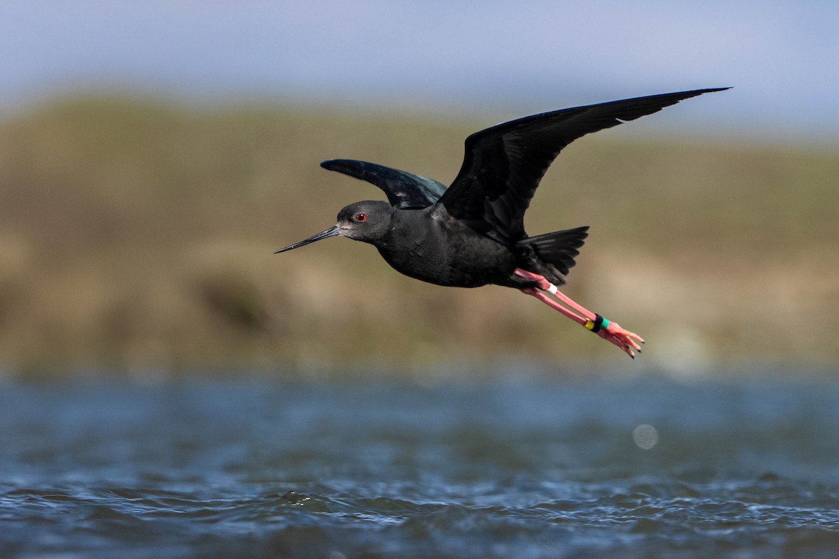 Black Stilt - ML643923802