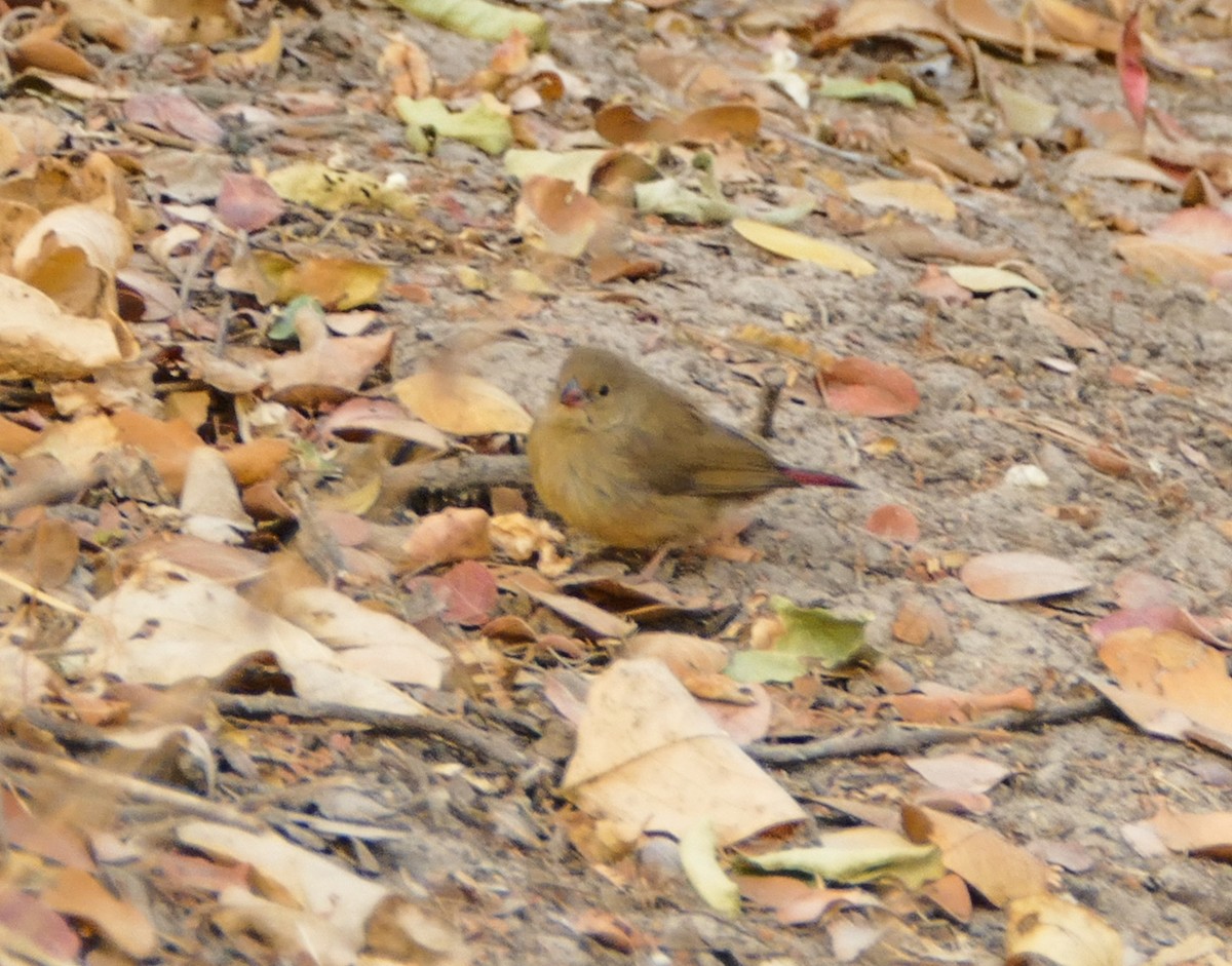 Red-billed Firefinch - ML643923810