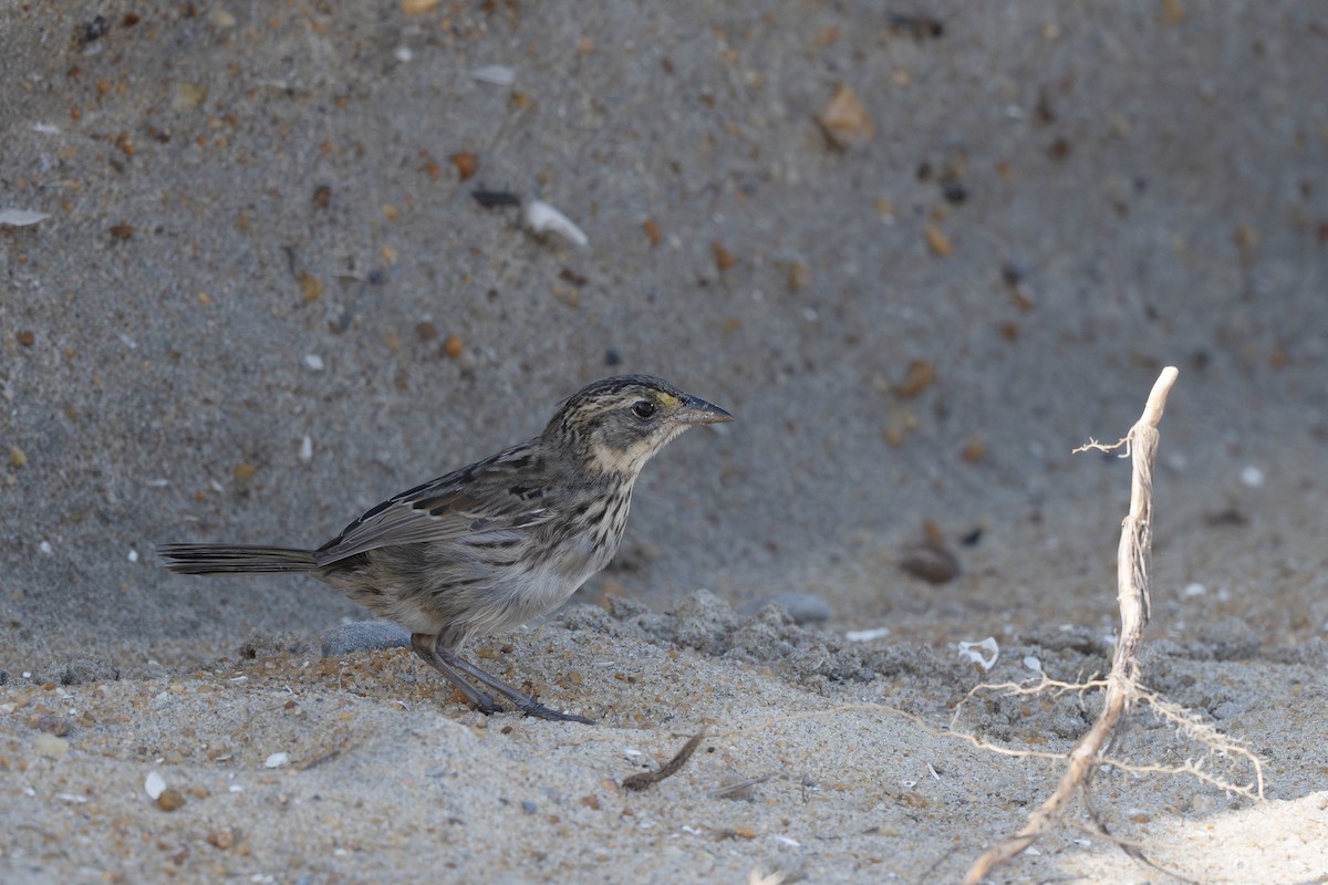 Seaside Sparrow - ML643923811