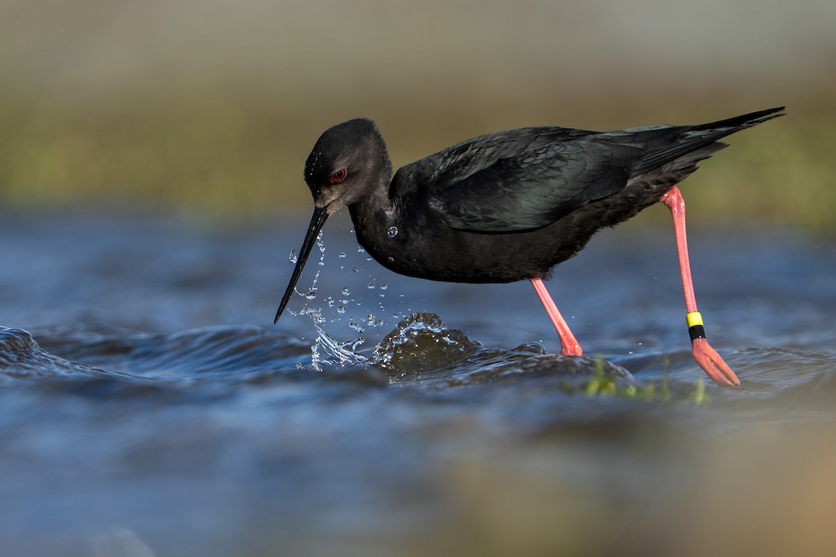 Black Stilt - ML643923817