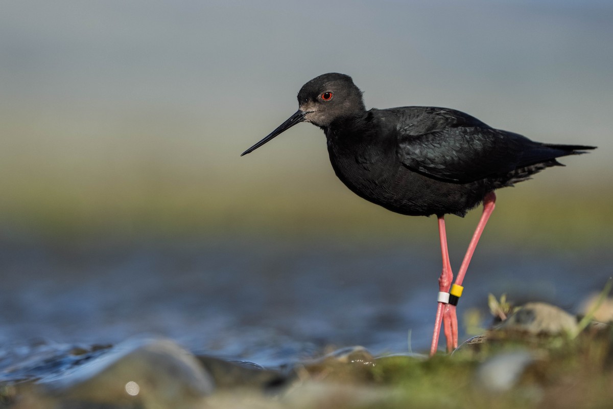 Black Stilt - ML643923818