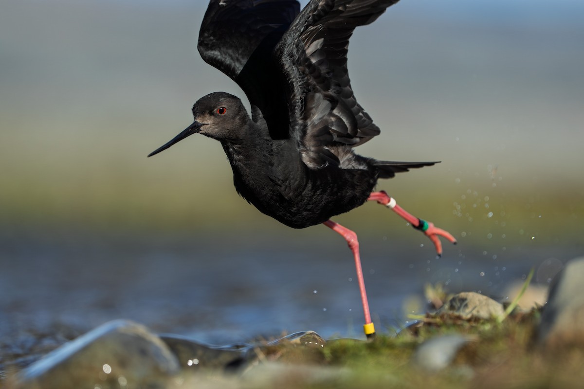 Black Stilt - ML643923819