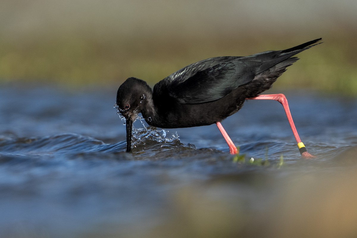 Black Stilt - ML643923820