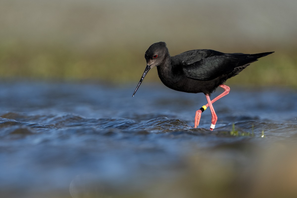 Black Stilt - ML643923821