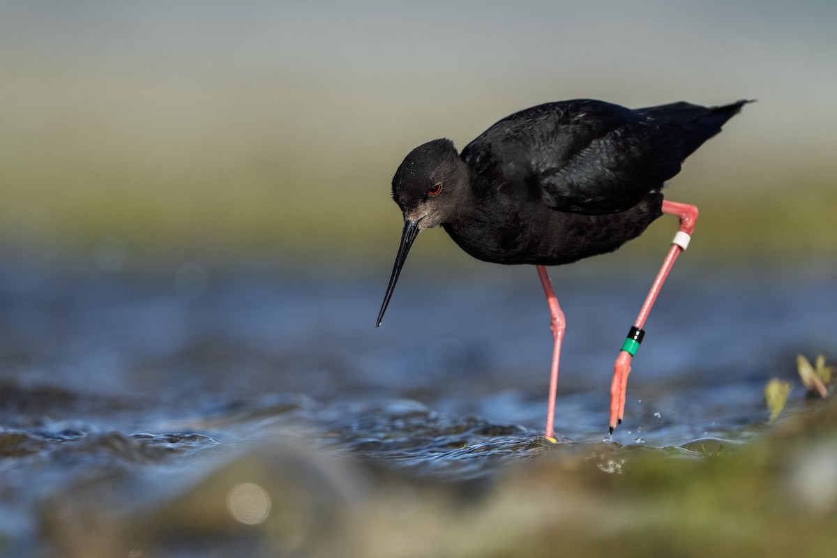 Black Stilt - ML643923822