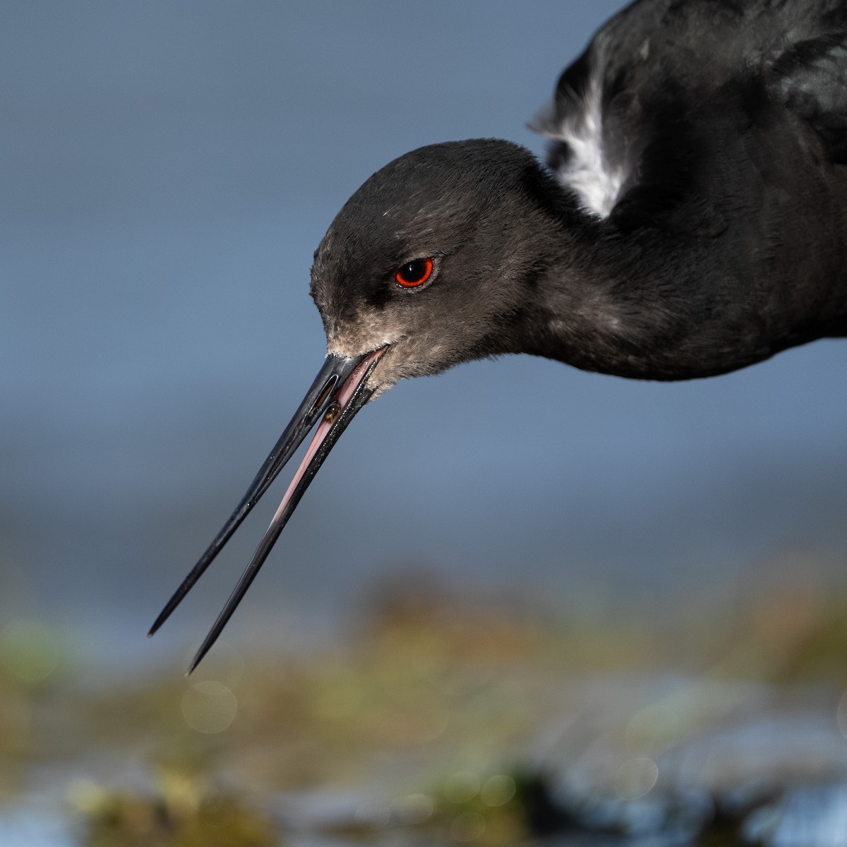 Black Stilt - ML643923825