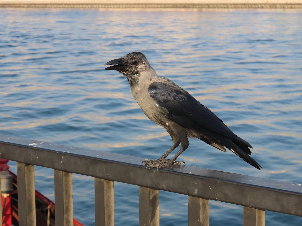House Crow - ML643923843
