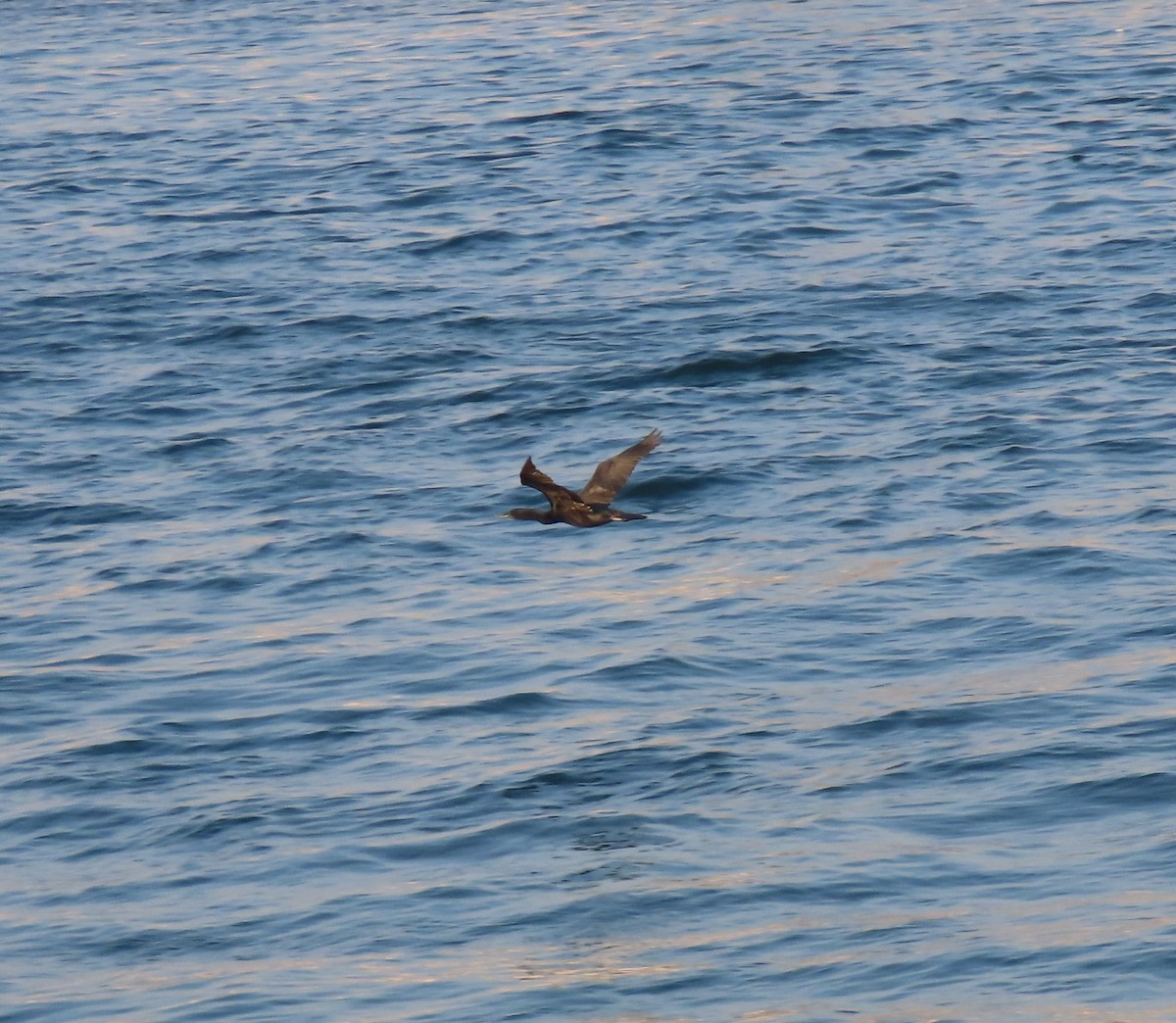 Socotra Cormorant - ML643923856