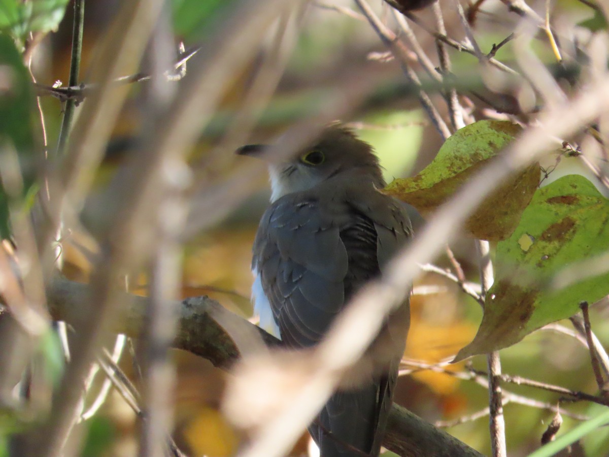 Cuclillo Piquinegro - ML643923857