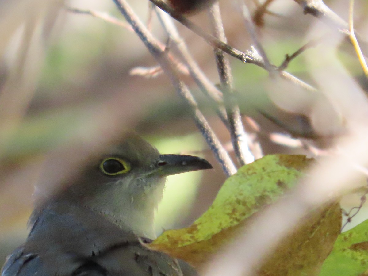 Cuclillo Piquinegro - ML643923862