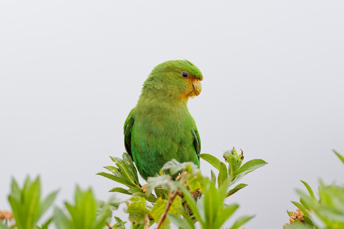 Rufous-fronted Parakeet - ML643923869