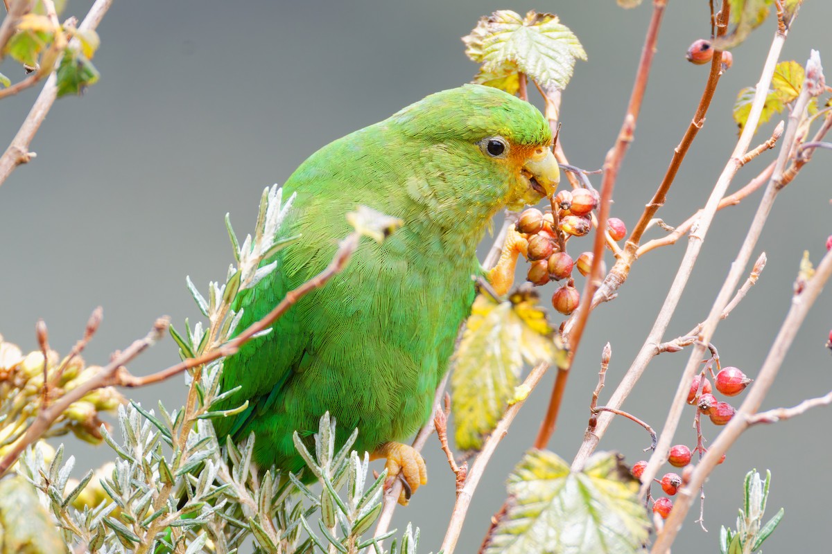 Rufous-fronted Parakeet - ML643923870
