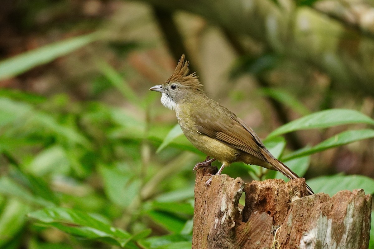 Puff-throated Bulbul - ML643923890