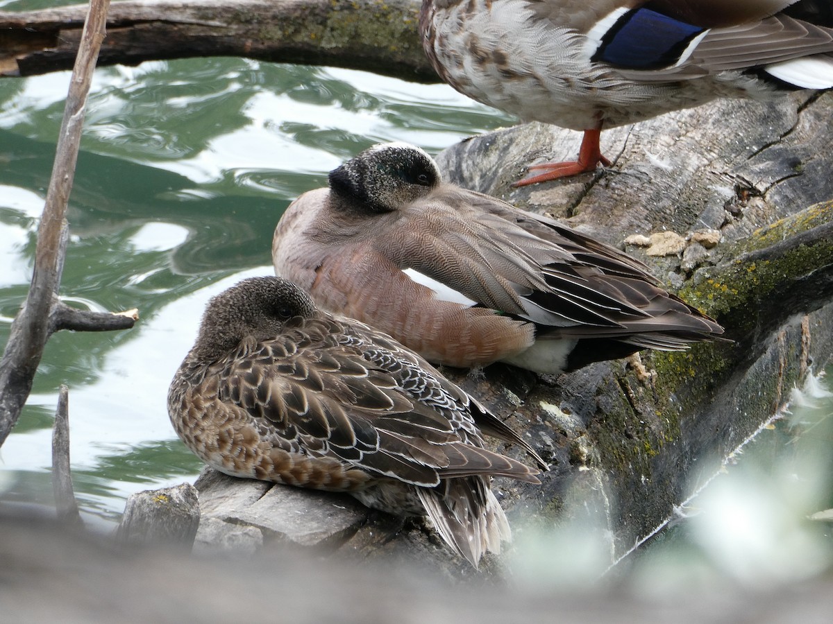 Kanadapfeifente - ML643923933