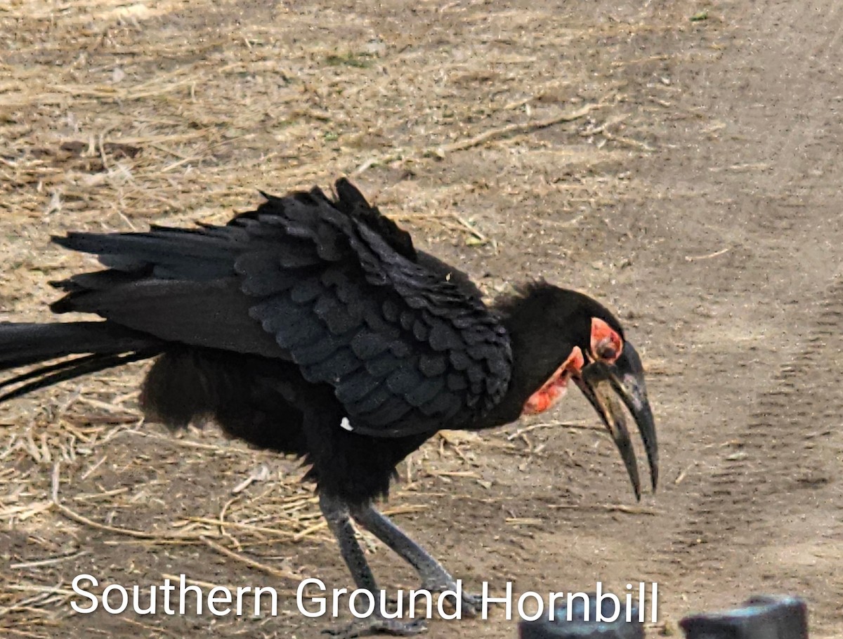 Southern Ground-Hornbill - ML643923936