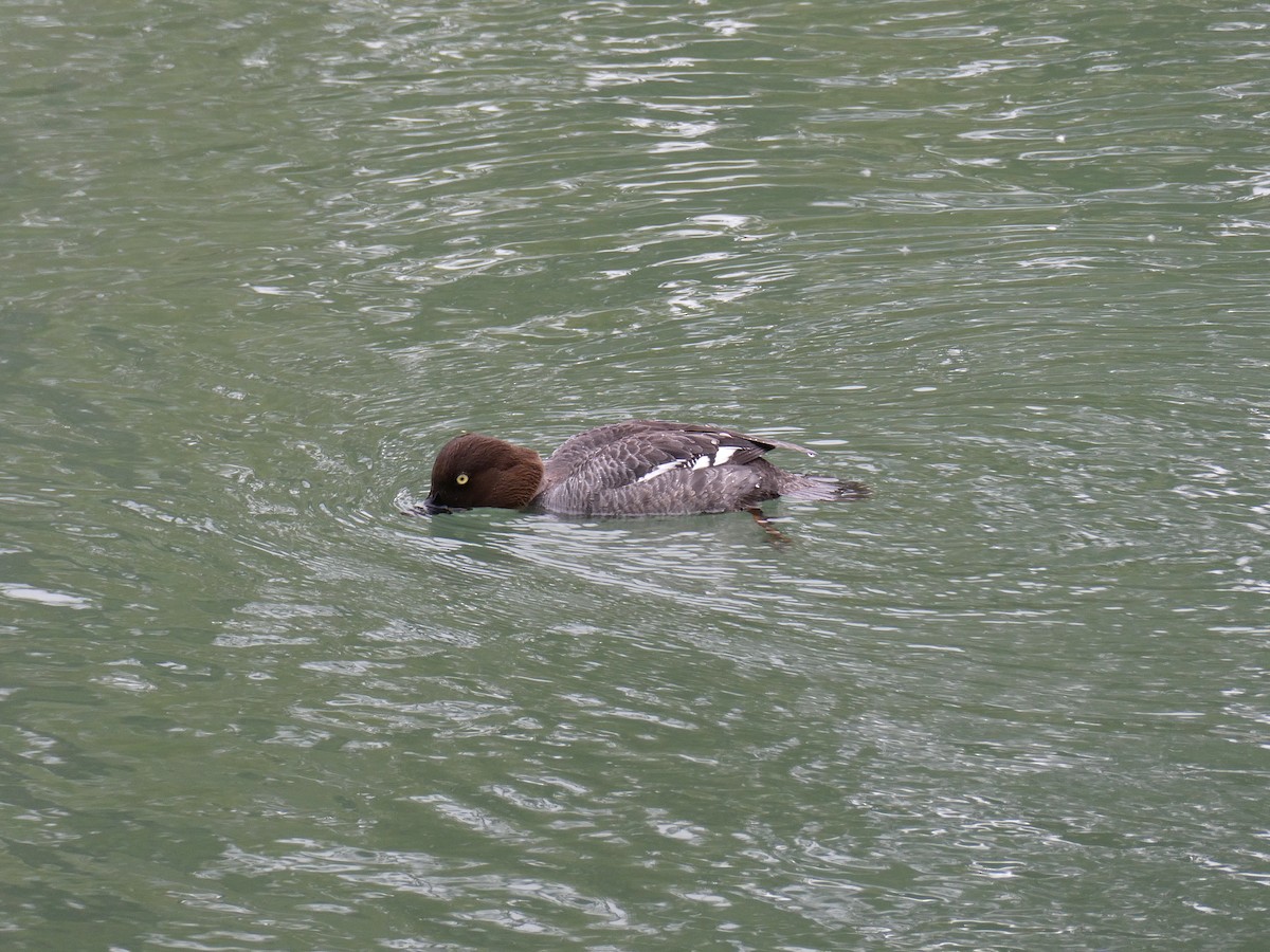 Schellente - ML643923943